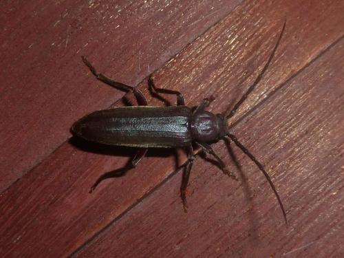 Réf. 185 444 : Arhopalus rusticus